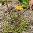 Hand Weeder Tool Garden Weeding Tool, Uprooting Weeding Tool Gardening Weeder Tool, Stainless Steel Gardening Tools for Yard and Garden, 3 Pcs...