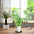 4 Pcs Plant Level Pot Elevator, Heavy Duty Plant Stand, Black Round Plant Flower Pot Holder Plastic Plant Risers for Indoor Outdoor Garden Deck Fl...