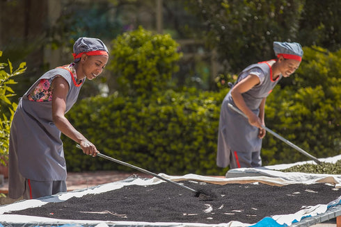 Tikur Azmud | Authentic Nijella Seeds | Imported and Made in Ethiopian | NON GMO and Organic | ??? ???? (2 oz)...