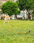 Joytale Long Leash for Dogs, Training Leash with Removable Padded Handle, Double Hook, 15FT/30FT/50FT/65FT Dog Obedience Recall Training Agility L...