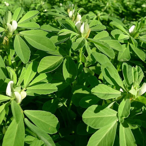 CHUXAY GARDEN Trigonella Foenum Seed 50 Seeds Annual Herb Plant Culinary Spice Flavoring Agent Evergreen Seasoning Culinary Plants...