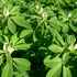 CHUXAY GARDEN Trigonella Foenum Seed 50 Seeds Annual Herb Plant Culinary Spice Flavoring Agent Evergreen Seasoning Culinary Plants...