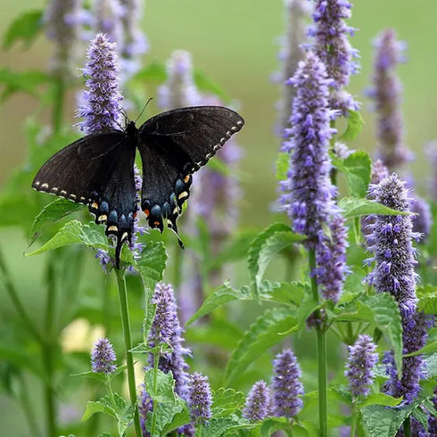 CHUXAY GARDEN Anise Hyssop Seed 50 Seeds Agastache Foeniculum Lavender Hyssop Plant Attract Butterflies and Bees Perennial Herb Plants Makes Great...