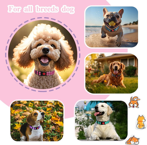 2 Pack Reflective Dog Collar for Small Dogs Girl Boys,Nylon Durable Soft Padded Neoprene Male Female Dog Collars for Medium Puppy Extra Large Dogs...