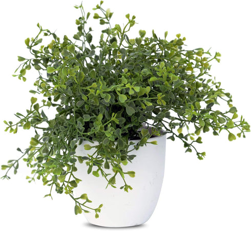 WHW Whole House Worlds Realistic Faux Baby Oregano, Potted Plant, Houseplant, Kitchen, Lushly Leafed, White Pot, Plant Diameter is 6 Inches x 9 3/...