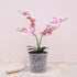 TRUEDAYS 4 Pack Orchid Pots with Holes, 6 Inch Clear Plastic Pots for Plants, Flowers...