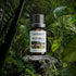 Essential Oils Set - 6 x 10ML Conceptual Scent Aromatherapy Essential Oils Gift Set for Bedroom, Office, Car and Cabinet...