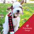 Huxley & Kent Pet Scarf | Buffalo Check (Large) | Festive Christmas Holiday Accessory for Dogs/Cats | Holiday Pet Scarf Neckwear| Cute Fun Winter ...