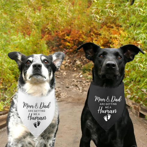 2 Pack Mom&dad are Getting Me a Human Dog Bandana Pregnancy Announcement Gender Reveal Baby Announcements Ideas Photo Prop Pet Scarf Pet Accessori...