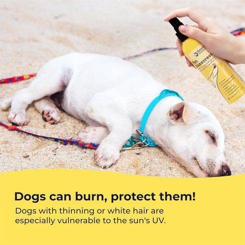 Dog Sunscreen - SPF 30+ With Skin Moisturizing Vitamin E and Olive Oil - No Zinc Oxide Safe for All Dogs and Cats - Dog Beach Accessories, Dog Cam...