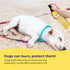 Dog Sunscreen - SPF 30+ With Skin Moisturizing Vitamin E and Olive Oil - No Zinc Oxide Safe for All Dogs and Cats - Dog Beach Accessories, Dog Cam...