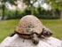 Hide A Key Outside - Spare Key Hider - Outdoor Key Hider, Garden Turtle Statues Key Box...