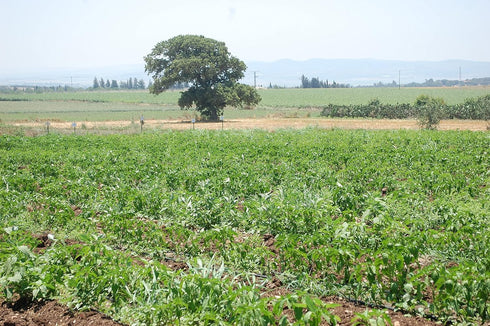 The Spice Way – Hawayij (hawaj, hawaij) – traditional Yeminite Spices for soup and more, No salt, No Additives, No Preservatives, No Fillers, spic...