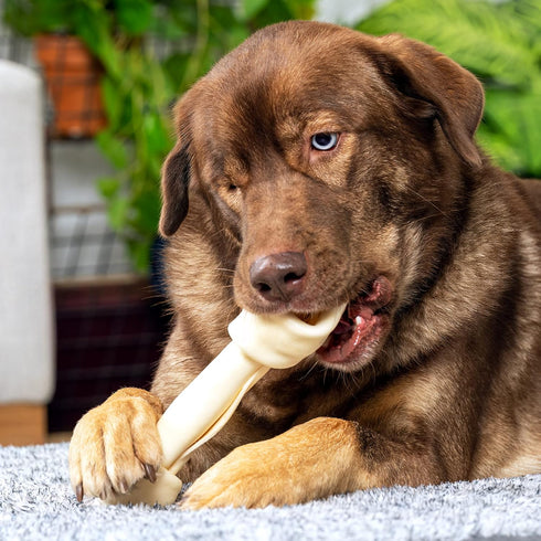 Pet Factory 100% Made in USA Beefhide 9-10" Knotted Bone Dog Chew Treat - Natural Flavor, 1 Count/1 Pack...