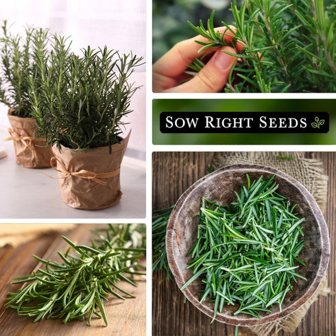 Sow Right Seeds - Rosemary Seed for Planting - Non-GMO Heirloom Packet with Instructions to Plant and Grow a Kitchen Herb Garden - Indoors or Outd...