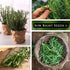 Sow Right Seeds - Rosemary Seed for Planting - Non-GMO Heirloom Packet with Instructions to Plant and Grow a Kitchen Herb Garden - Indoors or Outd...