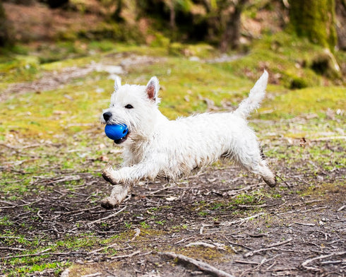 Chuckit! Crunch Ball Dog Toy, Medium (Pack of 2)...