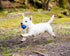 Chuckit! Crunch Ball Dog Toy, Medium (Pack of 2)...