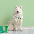 St.Patrick's Day Dog Collar with Bow Tie, Irish Shamrock Clover Collar for Boys and Girls Small Medium Large Pets Puppies (Medium)...