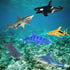 Shark Toys Figures,Ocean Animals,Plastic Sea Creatures,Kids Gifts,Zoo Animals,Aquatic Educational Toys,6 Piece...
