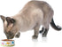 PetRageous 17011 Early Bird Stoneware Dishwasher Safe Cat Bowl with 2-Cup Capacity 5-Inch Diameter 2-Inch Tall for Small Cats or Large Cats, White...