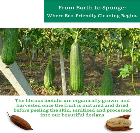 Natural Loofah Kitchen Sponge (XL - 10 Pack) - Natural Sponges for Dishes - Eco Friendly Sponges - Compostable Sponge - Biodegradable Sponges Kitc...