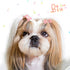 40 Pieces Hair Clips for Dogs Cute 1 Inch Puppy Dog Barrettes Small Bone Snap Hair Clips Multicolor Hair Barrettes for Dog Cat Pet Grooming Bows H...