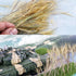 Cayway Miniature Static Grass Model Grass Tufts Model Wheat Static Artificial Grass for Train Landscape Railroad Scenery...