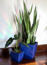The HC Companies 6 Inch Aria Square Planter - Plastic Plant Pot for Indoor Outdoor Plants Flowers Herbs, Glossy Black...