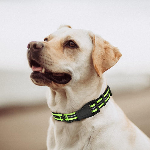 Mile High Life Reflective Dog Collar | Nylon Pet Collars wiith Buckle | Light Weight Puppy Collars | Lime Green Dog Collars for Large Dogs (Lime G...