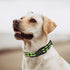 Mile High Life Reflective Dog Collar | Nylon Pet Collars wiith Buckle | Light Weight Puppy Collars | Lime Green Dog Collars for Large Dogs (Lime G...