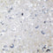 Genie Crystal ss10 Transparent Glass Rhinestones Flatback, 50 Gross 2.8 mm Unfoiled Clear Flat Back Crystals Stones for DIY Crafts, Tumblers, Shoe...