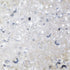 Genie Crystal ss10 Transparent Glass Rhinestones Flatback, 50 Gross 2.8 mm Unfoiled Clear Flat Back Crystals Stones for DIY Crafts, Tumblers, Shoe...