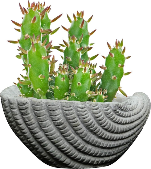 Classic Home and Garden Indoor Outdoor Cement Succulent Sea Shell Planter, Gray, 5"...