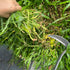 Weed Puller Weed Puller Tool Weeding Tool Weeder Tool Weed Tool Weeding Tools Gardening Weeding Tools Gardening Long Handle Weeding Artifact uproo...