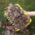 G-BAR Leaf Grabber Set Paw Handheld Hazelnut Leaf Scoop Fast Lawn Remove Fallen Collection Great Tool Lawn Claw Leaf Blade Used to Pick Up Leaves,...