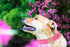 Elegant little tail Pink Dog Collar and Leash, Durable Pet Collar, Leather Dog Collar Adjustable Girl Dog Collars for Medium Dogs...