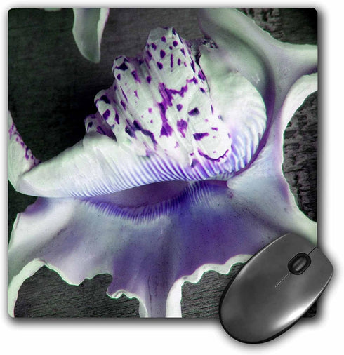 3dRose LLC 8 x 8 x 0.25 Inches Mouse Pad, Purple Speckled Sea Shells (mp_36928_1)...
