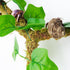 12 Inch Hermit Crab Climbing Toys Entwined with Artificial Vines, Ideal Hermit Crab Habitat Tank Accessories...
