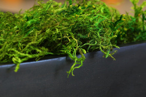 SuperMoss (25322) Forest Moss Preserved, Fresh Green, 8oz...