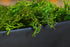 SuperMoss (25322) Forest Moss Preserved, Fresh Green, 8oz...