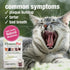 HomeoPet Feline Purr Dental, Dental Care for Cats, 15 Milliliters...