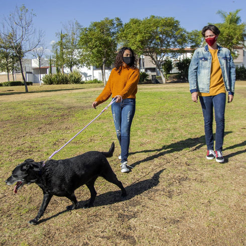 Wisedog Polyester Rope Dog Leash Heavy Duty with Soft Comfortable Padded Handle, Durable Stylish Braided Pet Leash 5 Ft/6 Ft for Small Medium Larg...