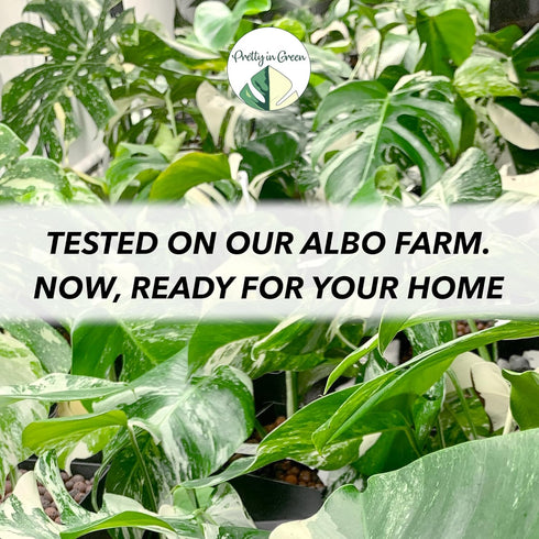 Premium Concentrated Liquid Fertilizer - Makes 40gal - LEAF LUX by Pretty in Green - ALL Plants ALL Media LECA, Soil - Indoor Plants...