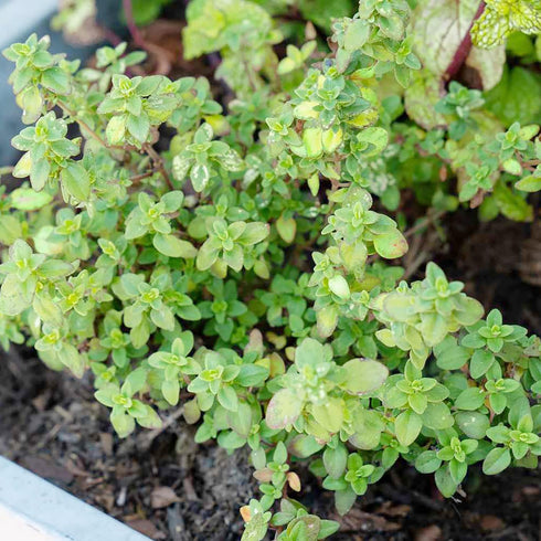 Lemon Thyme Seeds Thymus Citroidorus Fragrant Evergreen Deer & Rabbit & Drought Tolerant Culinary Ornamental Ground Covers Patio Container Indoor ...