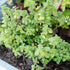 Lemon Thyme Seeds Thymus Citroidorus Fragrant Evergreen Deer & Rabbit & Drought Tolerant Culinary Ornamental Ground Covers Patio Container Indoor ...