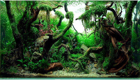 Aquascaped Freshwater Aquarium Background with Neon Fish Live Plants,Frodo Stones and Redmoor Roots Terrarium Background Jungle Style Aquascape Aq...