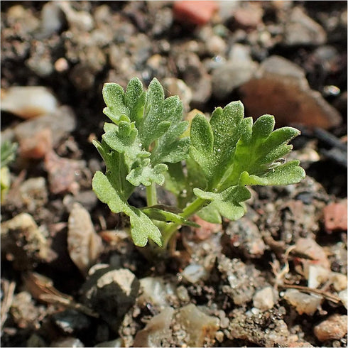 Seed Needs, Wormwood Seeds - 1,000 Heirloom Seeds for Planting Artemisia absinthium - Non-GMO & Untreated Medicinal Herb for Digestion & Gut Healt...