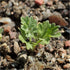 Seed Needs, Wormwood Seeds - 1,000 Heirloom Seeds for Planting Artemisia absinthium - Non-GMO & Untreated Medicinal Herb for Digestion & Gut Healt...