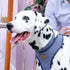 HUGO & HUDSON Dog Collar, Adjustable Nylon Pet Collar with Safety Buckle, Navy Striped, L...